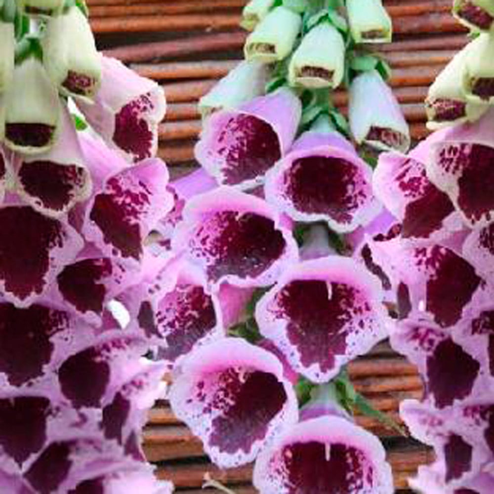 Digitalis purpurea 'Sugar Plum'