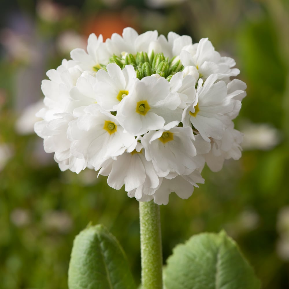 Primula denticulata 'Alba'