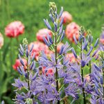 Camassia