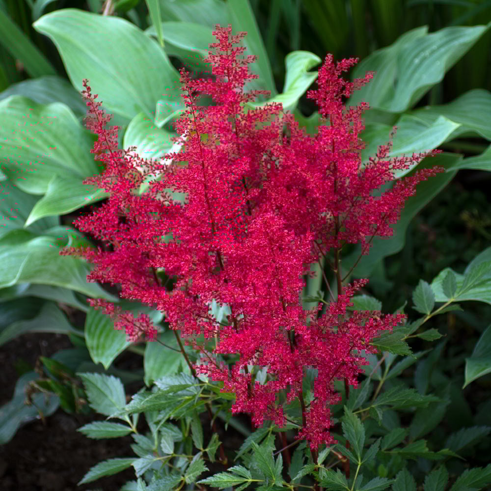 Astilbe 'Montgomery'