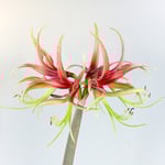  Amaryllis 'Chico'