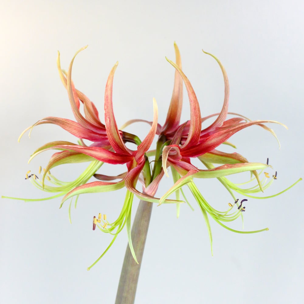 Amaryllis 'Chico'