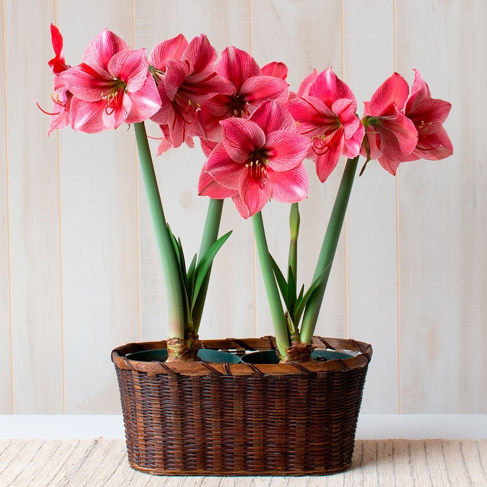 Amaryllis 'Fantasy' | White Flower Farm