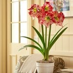  Amaryllis 'Flamenco Queen'