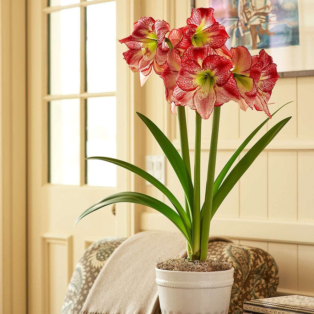 Amaryllis 'Flamenco Queen'