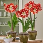  Bicolor Amaryllis to 3 Different Addresses - Standard Shipping Included