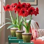  Red Amaryllis to 3 Different Addresses - Standard Shipping Included