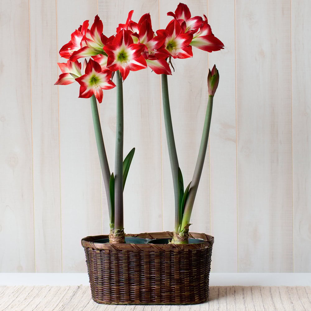 Amaryllis 'Très Chic'