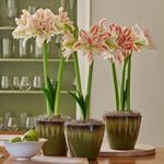  Double Amaryllis to 3 Different Addresses - Standard Shipping Included