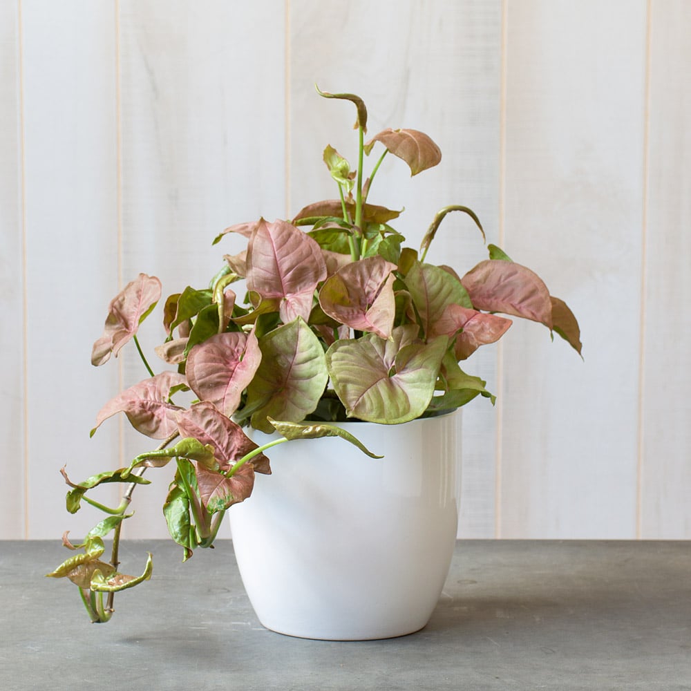Syngonium 'Neon Robusta'
