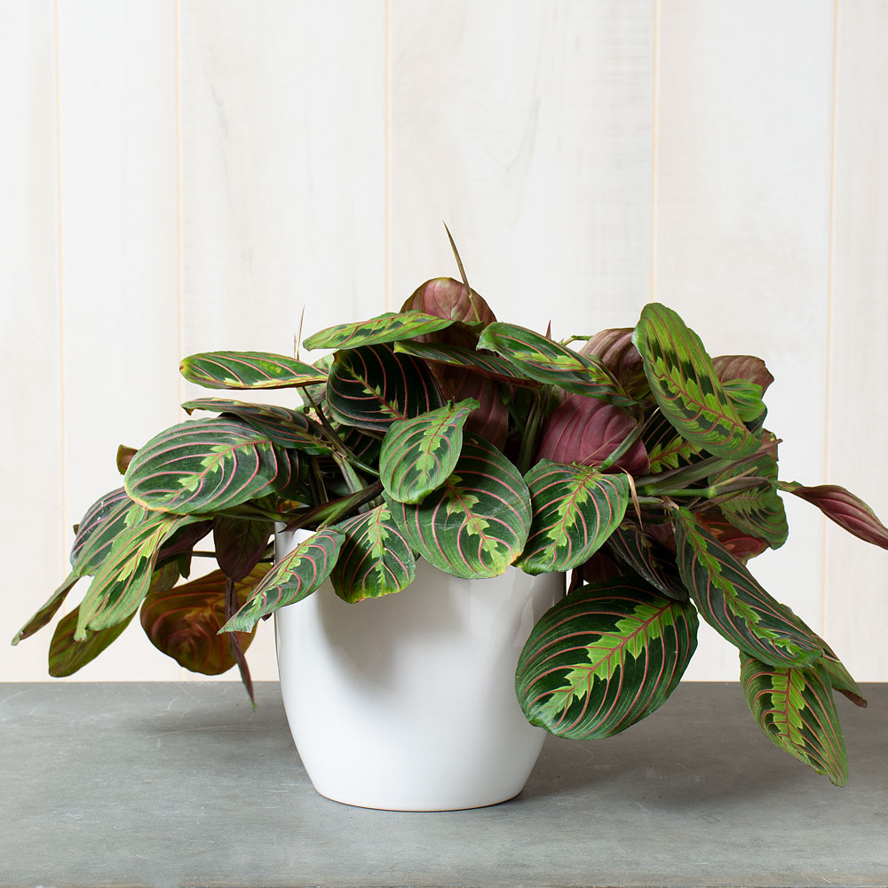 Red Prayer Plant