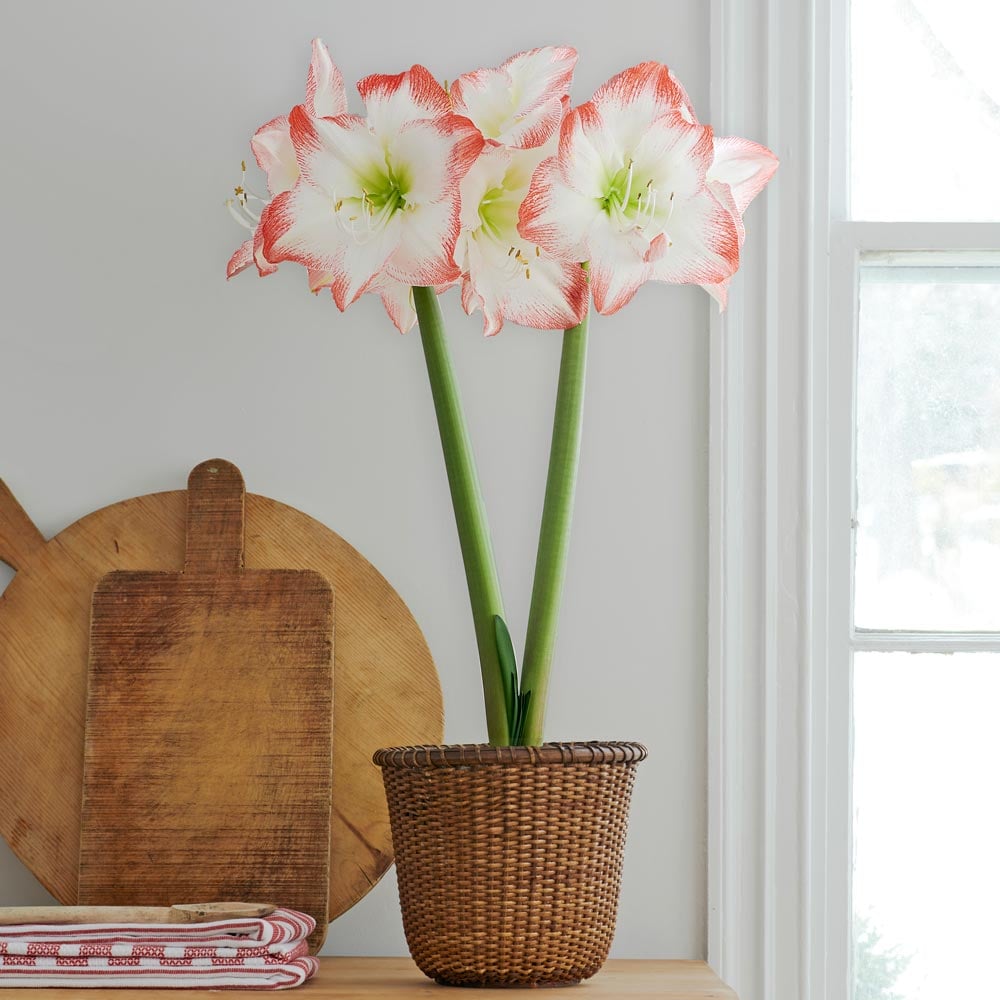 Amaryllis 'Sofia'
