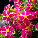  Calibrachoa MiniFamous® Uno Pink Star