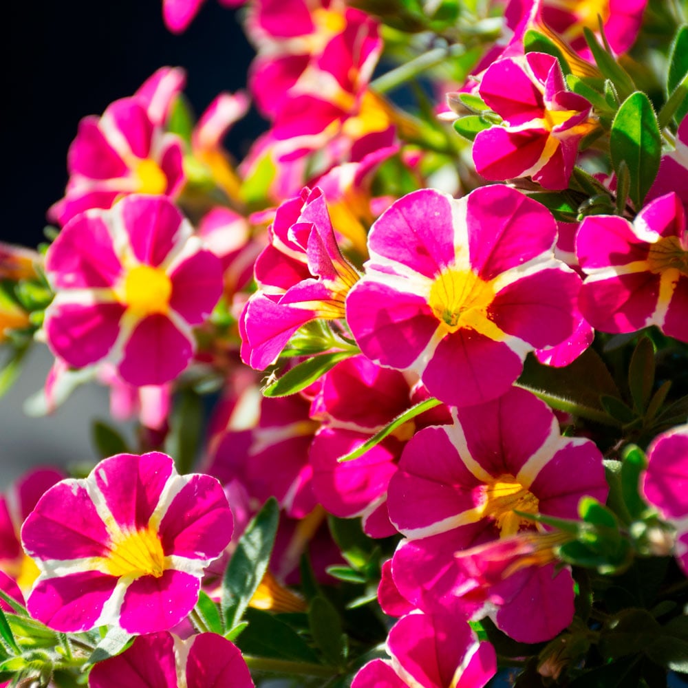 Calibrachoa MiniFamous® Uno Pink Star