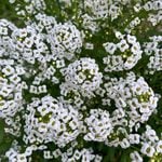  Lobularia Silver Stream™