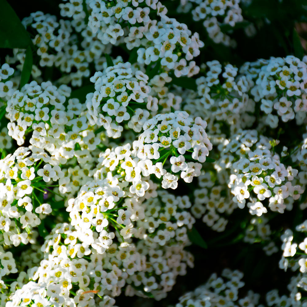 Lobularia Silver Stream™ White Flower Farm