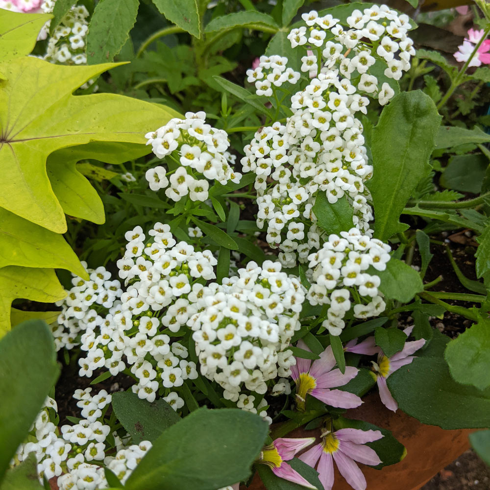 Lobularia Silver Stream™ White Flower Farm