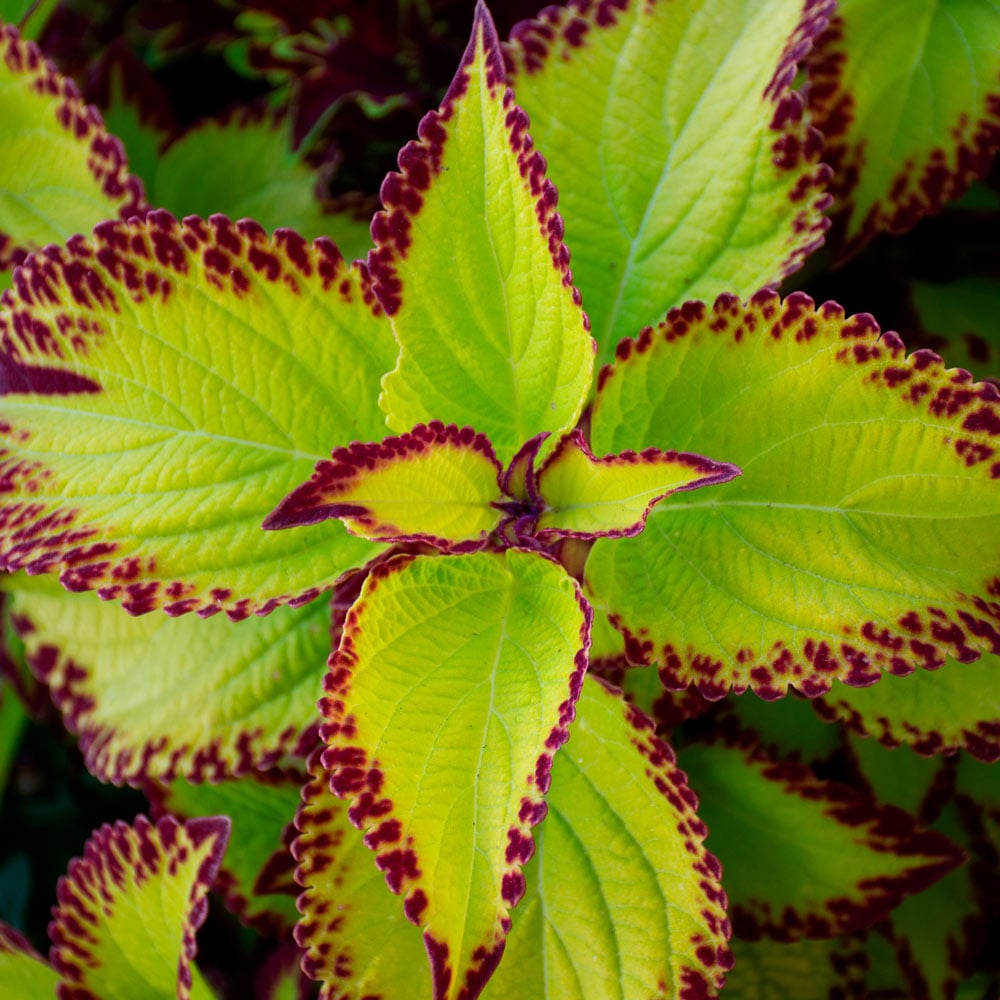 Coleus Stained Glassworks® Velvet