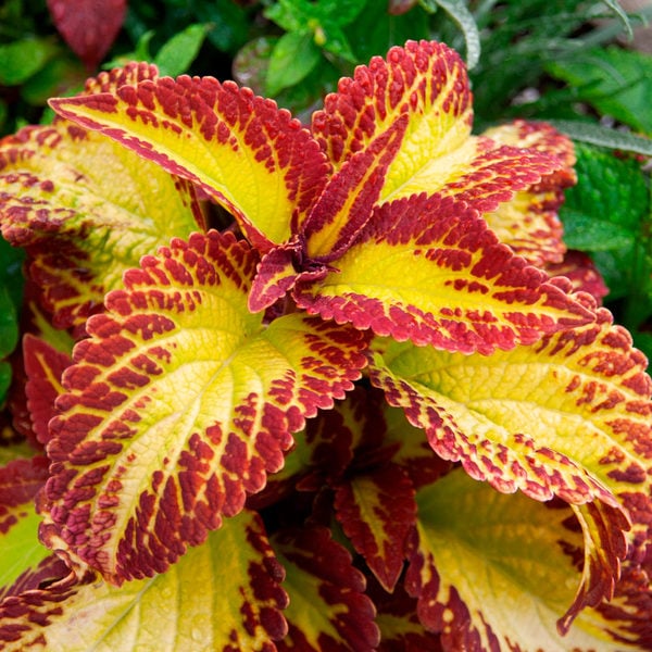 Coleus Stained Glassworks® Velvet White Flower Farm