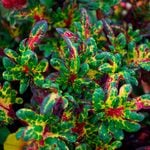  Coleus 'Tickled Pickle'