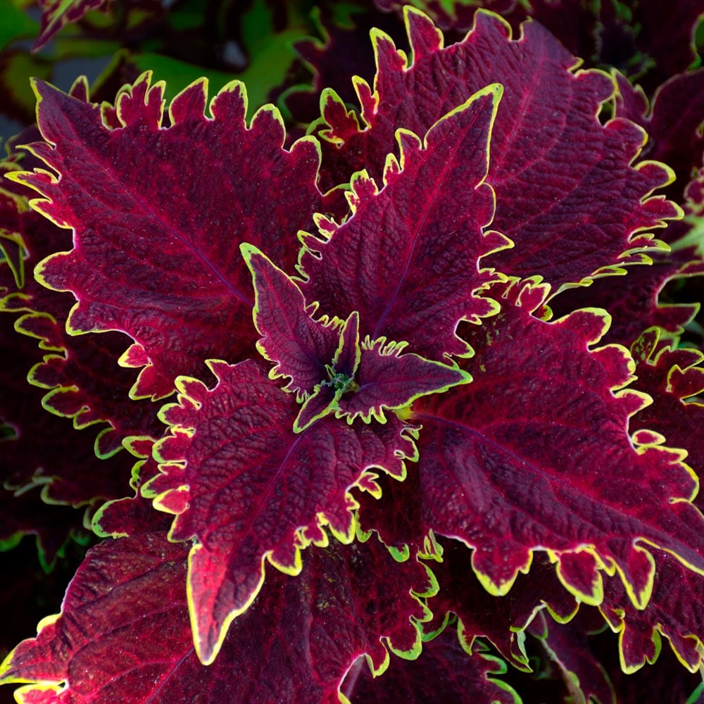 Coleus Vulcan