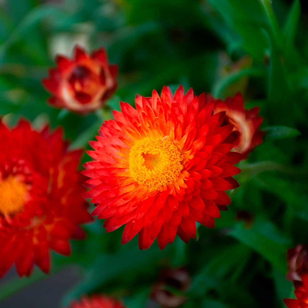 5 Tips to Grow Stunning Strawflowers in Your Kitchen Garden