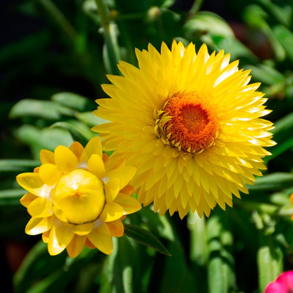 Bracteantha Granvia® Gold