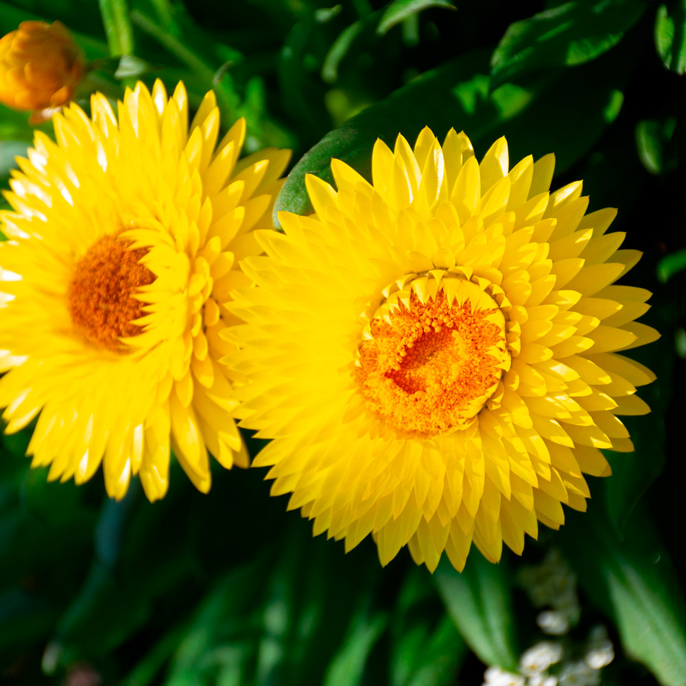 Bracteantha Granvia® Gold | White Flower Farm