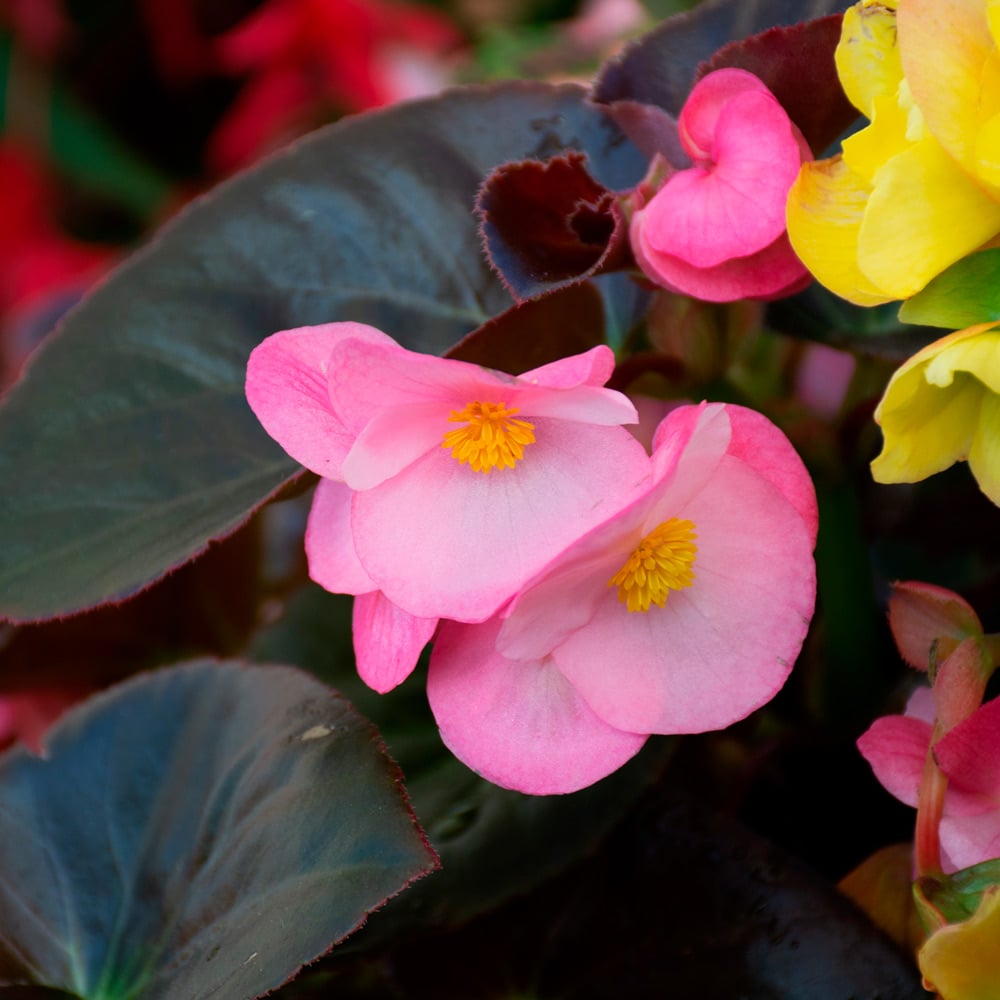 Begonia Megawatt™ Pink Bronze Leaf