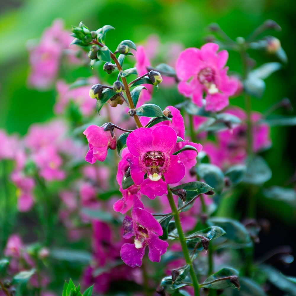 Angelonia Angelissa™ Rose