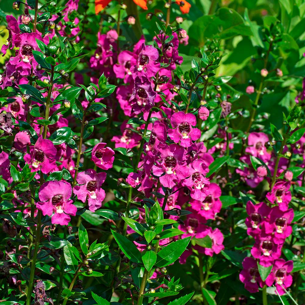 Angelonia Angelissa™ Rose White Flower Farm