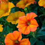  Petchoa SuperCal® Premium Sunset Orange