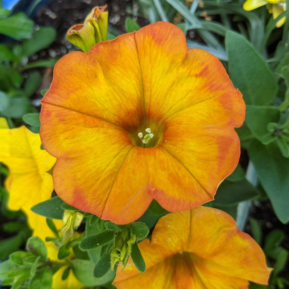 Petchoa SuperCal® Premium Sunset Orange White Flower Farm