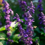  Salvia Mystic Spires