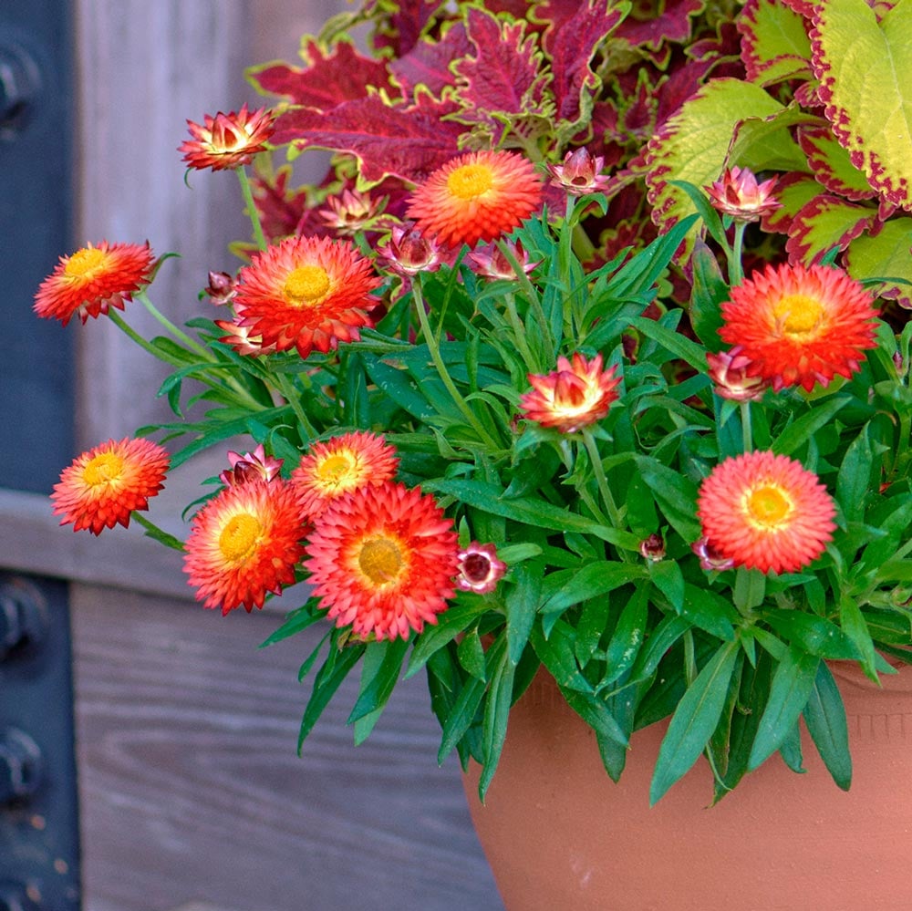 Bracteantha Cottage™ Bronze White Flower Farm