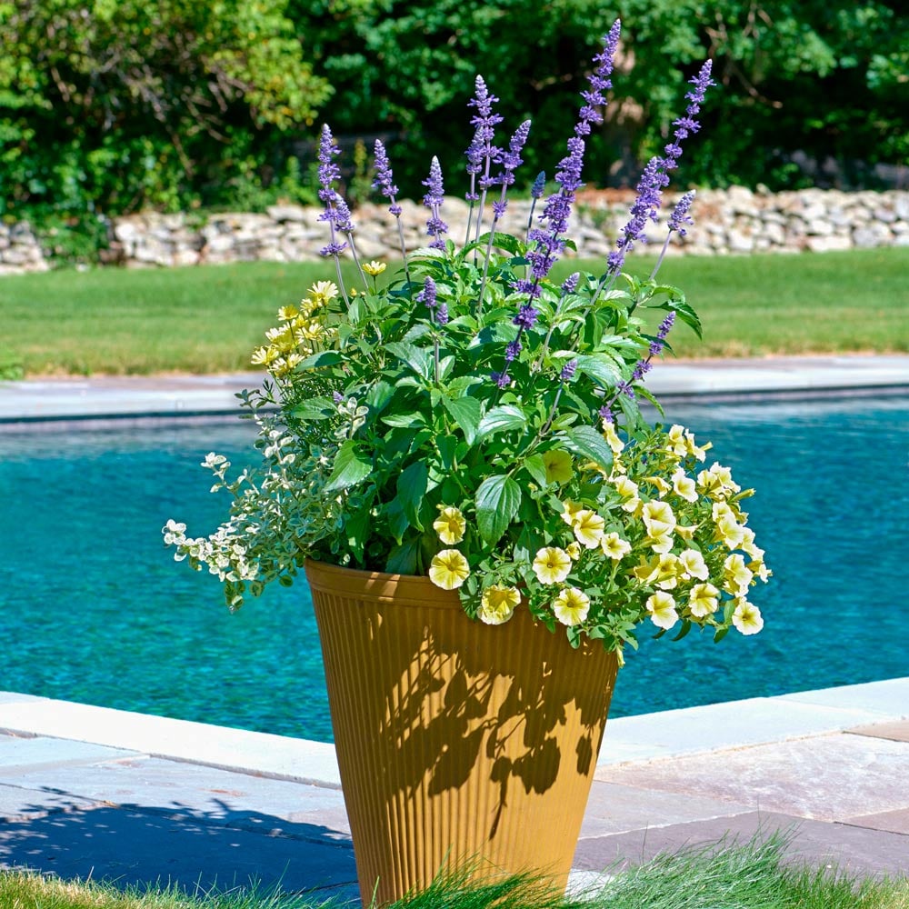 Sun & Sky Container Garden