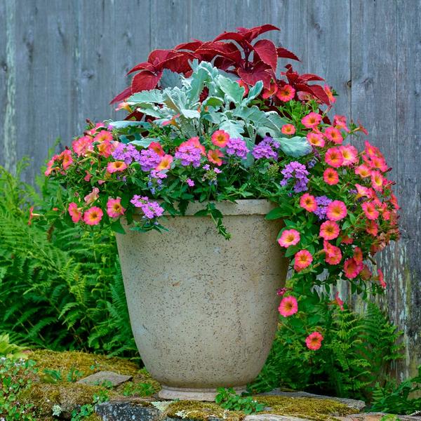 Shenandoah Sunset Container Garden White Flower Farm