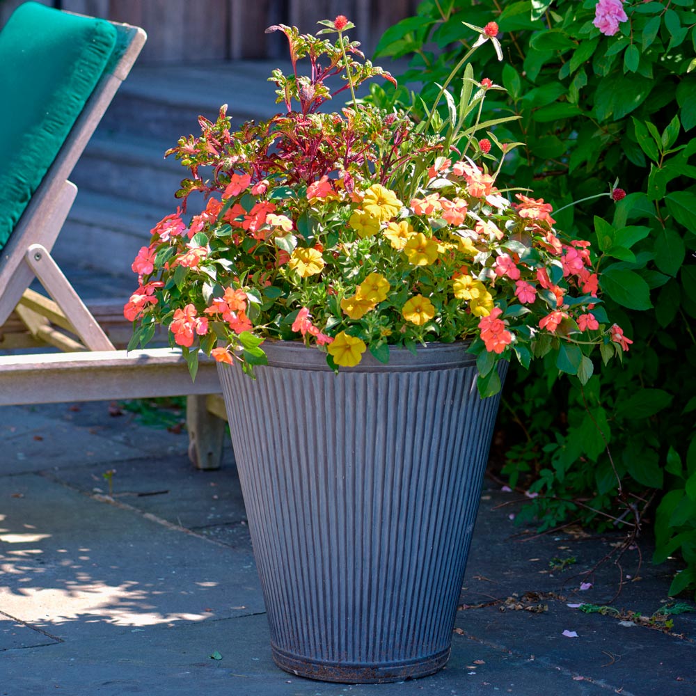 Fruit Punch Container Garden