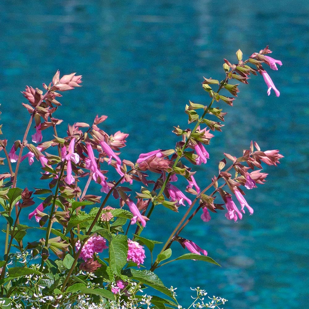Salvia Skyscraper™ Pink