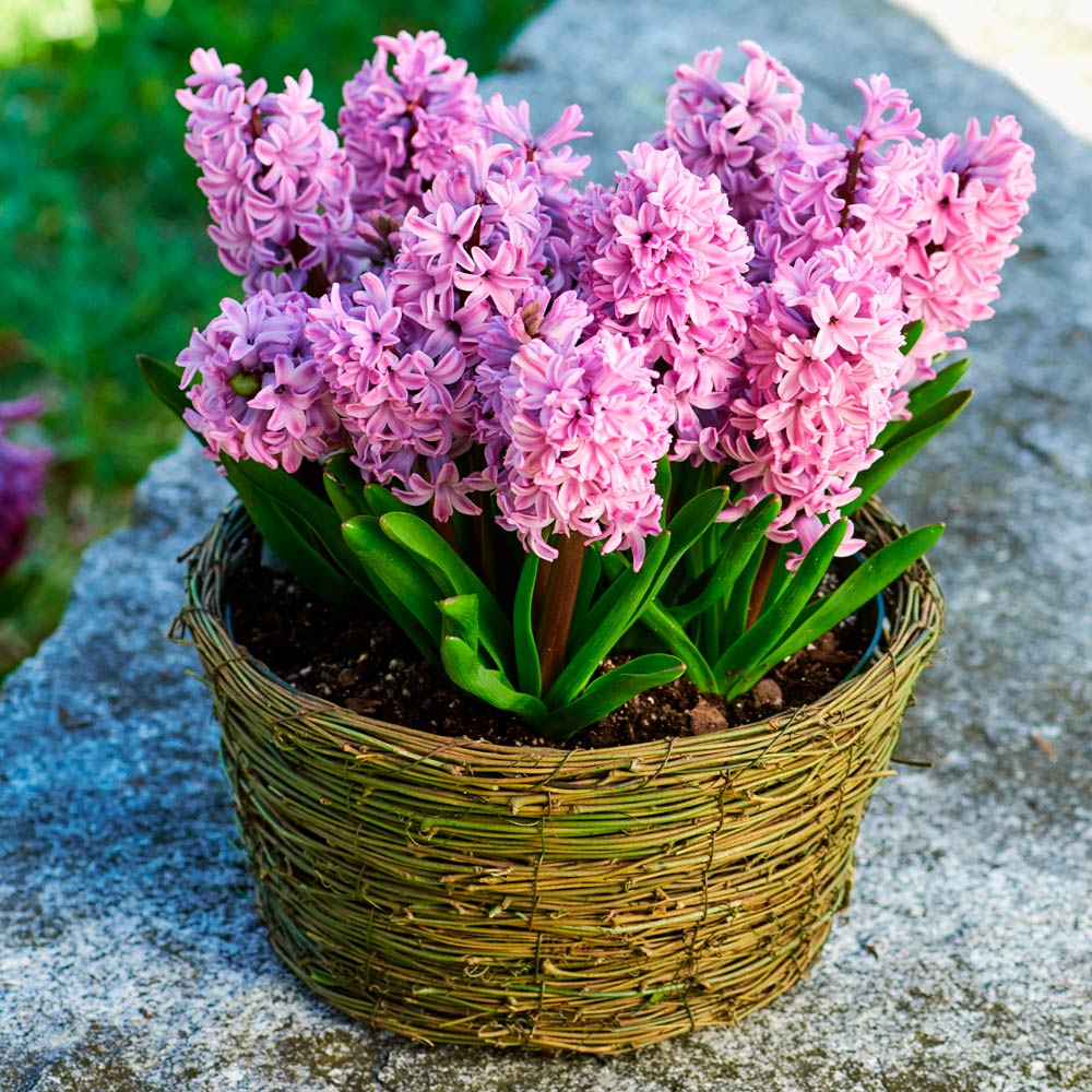 Pink Hyacinths and Lilac Basket