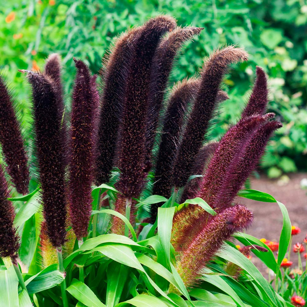 Pennisetum glaucum 'Jade Princess'