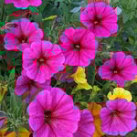  Petchoa SuperCal® Premium Purple Dawn