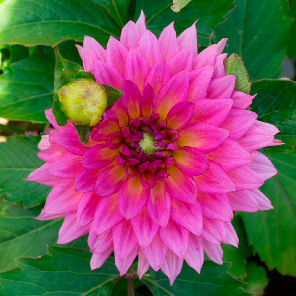 Dahlia 'XXL Ensenada'