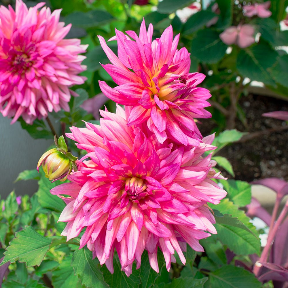 Dahlia 'XXL Ensenada' White Flower Farm