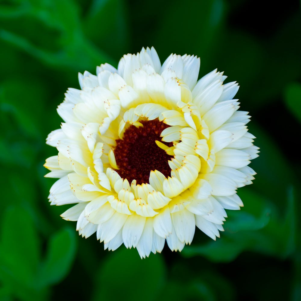 Calendula Flowers & Petals (Calendula Officinalis) Dried Herb, Herbal Tea,  organic