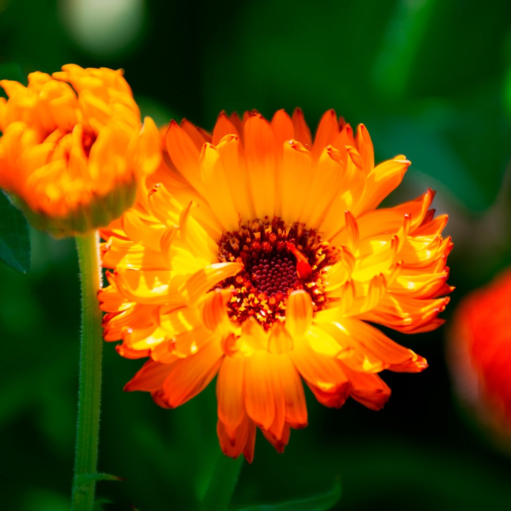 Calendula officinalis 'Neon'