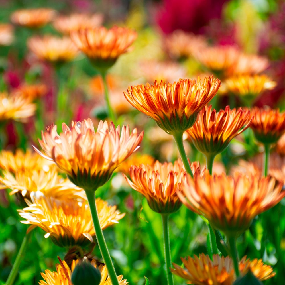 Calendula officinalis 'Zeolights'