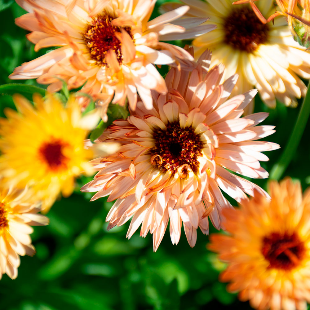 semi di calendula officinalis