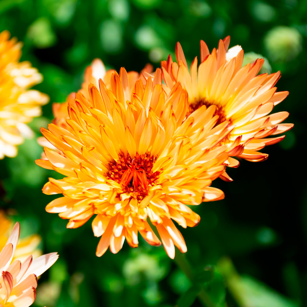 Calendula officinalis 'Zeolights' White Flower Farm
