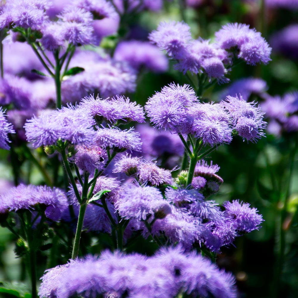 Ageratum houstonianum 'Blue Horizon'